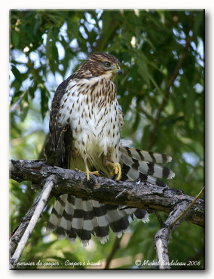 Épervier de Cooper - Cooper's hawk