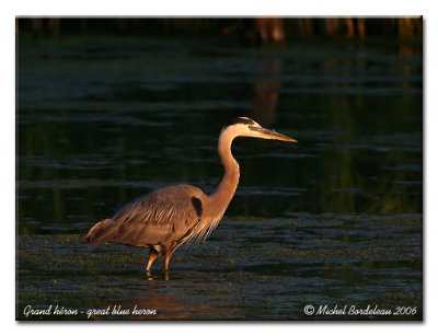 Grand hron Great blue heron