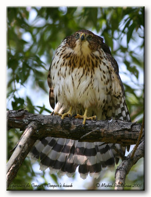 Épervier de Cooper - Cooper's hawk