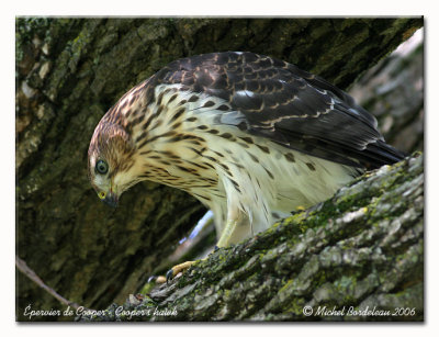 Épervier de Cooper - Cooper's hawk