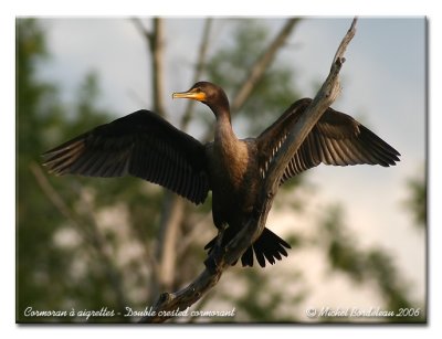 Cormoran  aigrettes - Double crested cormorant