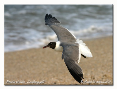 Mouette atricille - Laughing gull