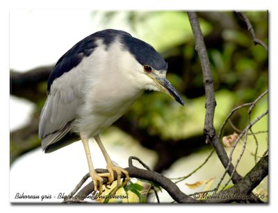 Bihoreau gris - Black crowned night heron