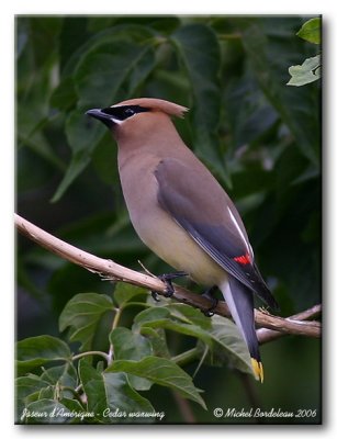 Jaseur d'Amrique  Cedar waxwing