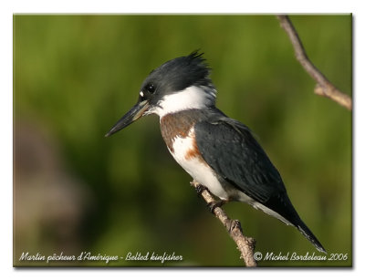 Martin pcheur - Belted kingfisher