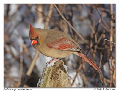 Cardinal rouge Northern cardinal