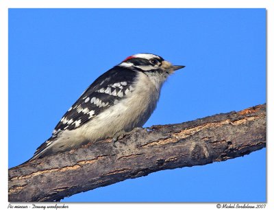 Pic mineur - Downy woodpecker