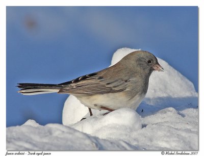 Junco ardois  Dark eyed junco