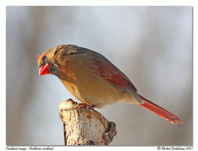 Cardinal rouge  Northern cardinal