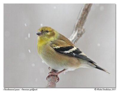 Chardonneret jaune<br>American goldfinch