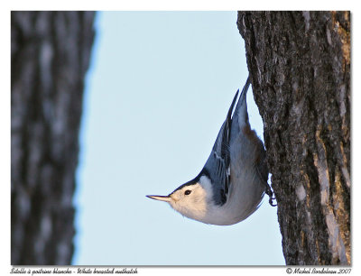 Sittelle  poitrine blanche  White breasted nuthatch