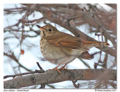 Grive solitaire - Hermit thrush