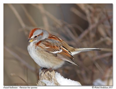 Bruant hudsonien  American tree sparrow