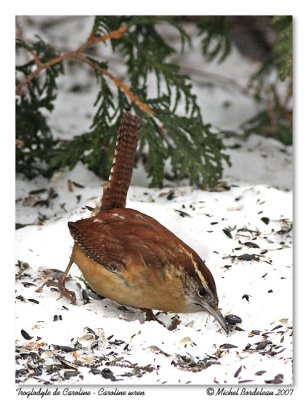 Troglodyte de Caroline  Carolina wren