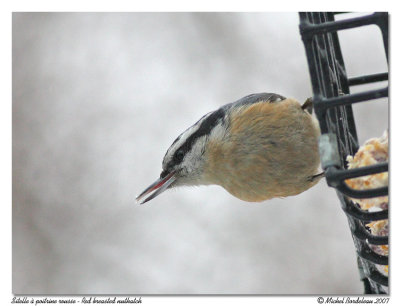 Sitelle  poitrine rousse  Red breasted nuthatch