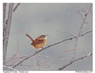 Troglodyte de Caroline  Carolina wren