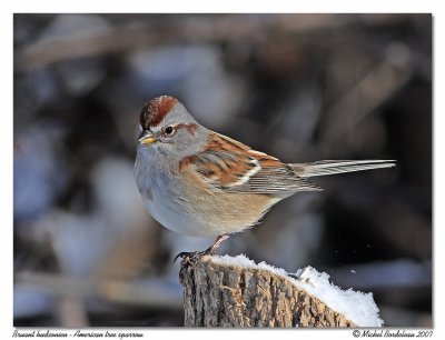 Bruant hudsonien <br> American tree sparrow