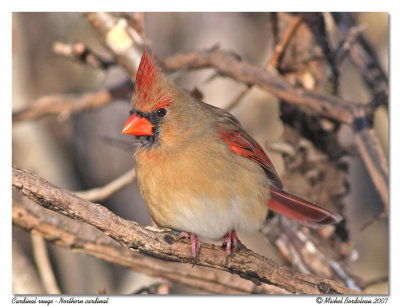 Cardinal rouge  Northern cardinal