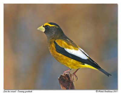 Gros bec errant  Evening grosbeak