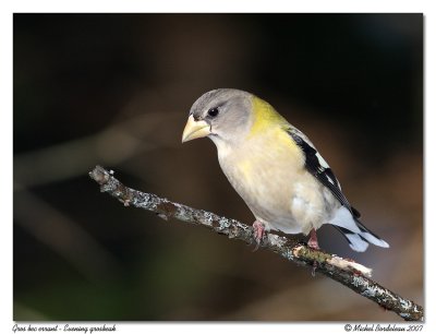 Gros bec errant  Evening grosbeak