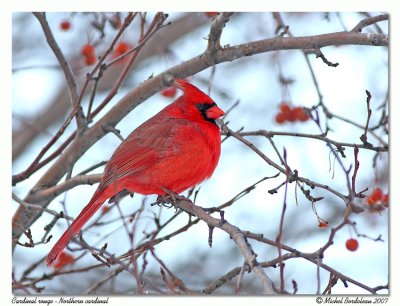 Cardinal rouge  Northern cardinal