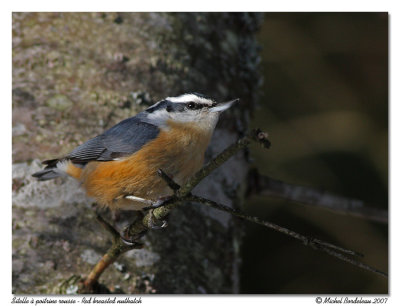 Sitelle  poitrine rousse - Red breasted nuthatch