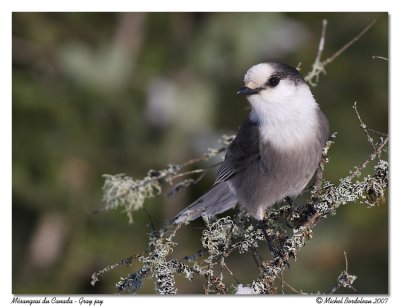 Msangeai du Canada - Gray jay