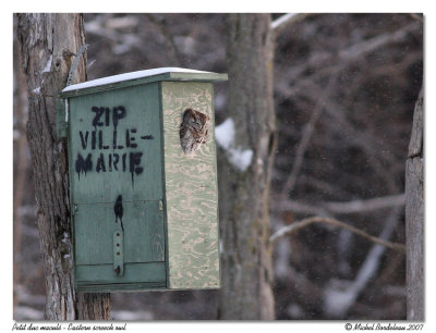 Petit duc macul - Eastern screetch owl