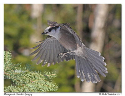 Msangeai du Canada - Gray jay