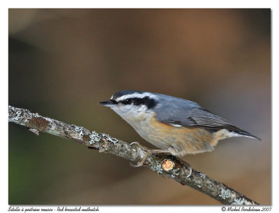 Sitelle  poitrine rousse - Red breasted nuthatch