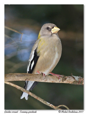 Gros bec errant  Evening grosbeak