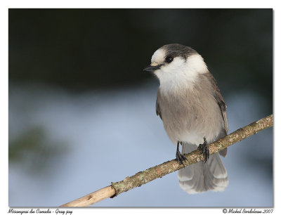 Msangeai du Canada <br> Gray jay