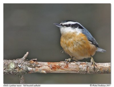 Sitelle  poitrine rousse - Red breasted nuthatch