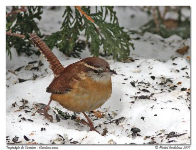 Troglodyte de Caroline  Carolina wren