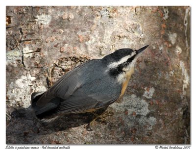 Sitelle  poitrine rousse - Red breasted nuthatch