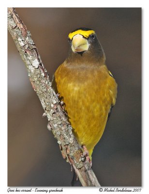 Grosbec errant  Evening grosbeak