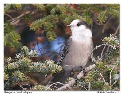 Msangeai du Canada - Gray jay