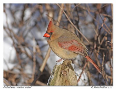 Cardinal rouge  Northern cardinal