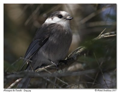 Msangeai du Canada - Gray jay