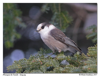 Msangeai du Canada  Gray jay