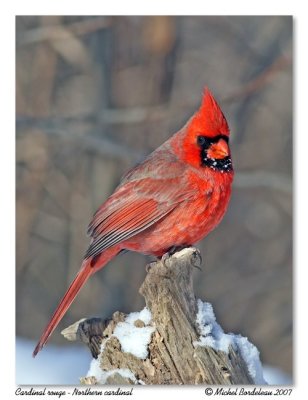 Cardinal rouge  Northern cardinal