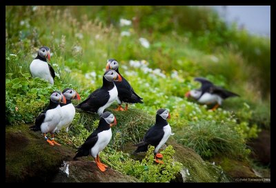 Puffins