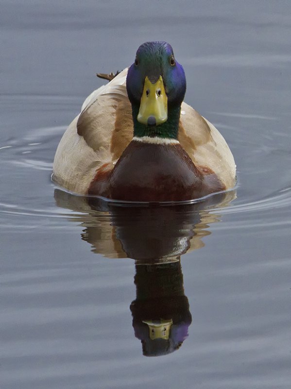 Mallard Duck