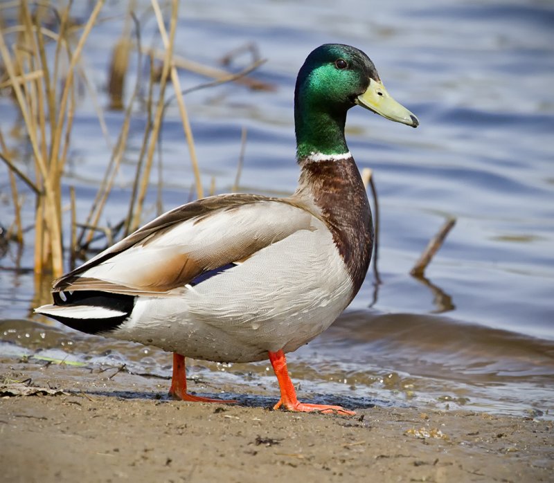 Mallard Drake