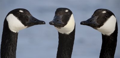 Profile Of One Male 