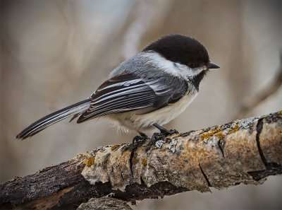 By the Lake Park Wetaskiwin The Chickadee