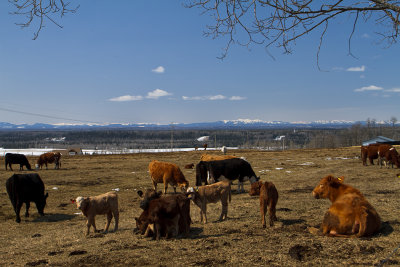Young Calfs in the Foothills