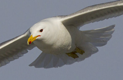 Seagull in Flight