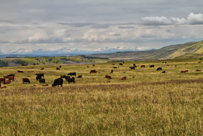 Ranching in the Foothills of Alberta