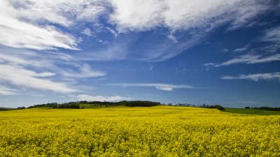 Canola Fields of Alberta